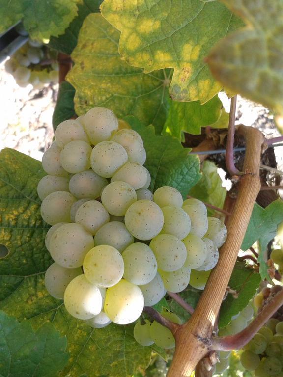 Апартаменты Weingut Matthias Dauns Рейл Экстерьер фото
